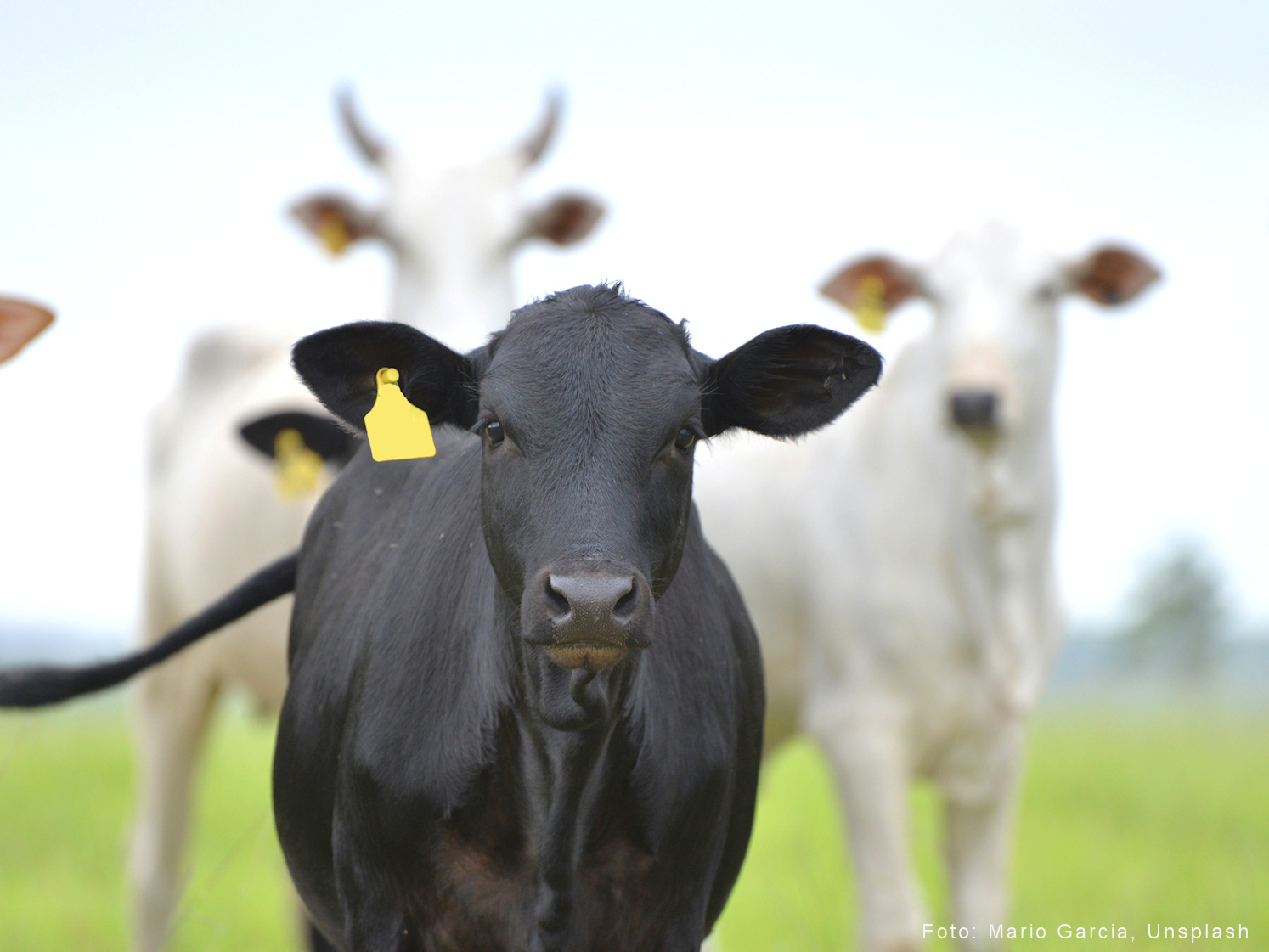 rosto de boi Angus com identificador amerelo na orelha e dois boi Nelore visto de frente