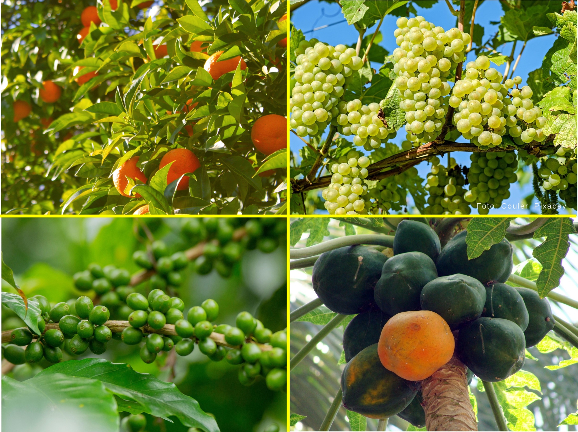 foto de fruticultura e frutas na arvore, laranja, mamao, uva e cafe